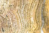Polished Strelley Pool Stromatolite Slab - Billion Years Old #234859-1